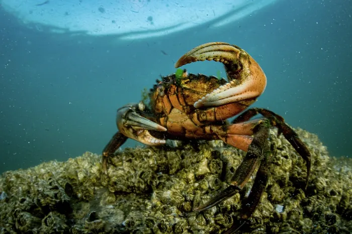 Framed Print : European green crab (Carcinus maenas) on the seabed, Sooke, Vancouver Island, British Columbia, Canada, Pacific Ocean Framed Print : European green crab (Carcinus maenas) on the seabed, Sooke, Vancouver Island, British Columbia, Canada, Pacific Ocean