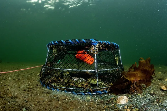 Framed Print : European green crab (Carcinus maenas) trap resting on the seabed, Clayoquot Sound, Vancouver Island, British Colombia, Canada. February, 2023 Framed Print : European green crab (Carcinus maenas) trap resting on the seabed, Clayoquot Sound, Vancouver Island, British Colombia, Canada. February, 2023