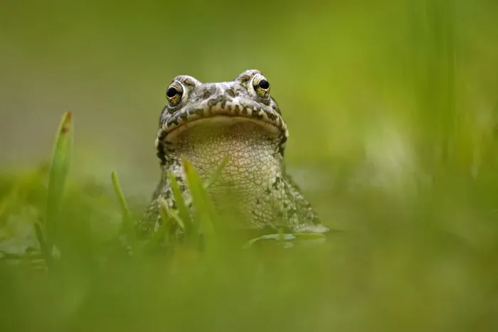 Framed Print : European green toad (Bufo viridis) portrait, in a pond (at 2, 711m) Adylsu valley