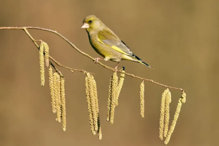Framed Print : European greenfinch (Chloris chloris chloris) on branch with Hazel catkins (Corylus) Framed Print : European greenfinch (Chloris chloris chloris) on branch with Hazel catkins (Corylus)