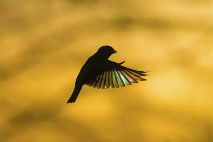 Framed Print : European Greenfinch (Chloris chloris) flying at dawn Framed Print : European Greenfinch (Chloris chloris) flying at dawn