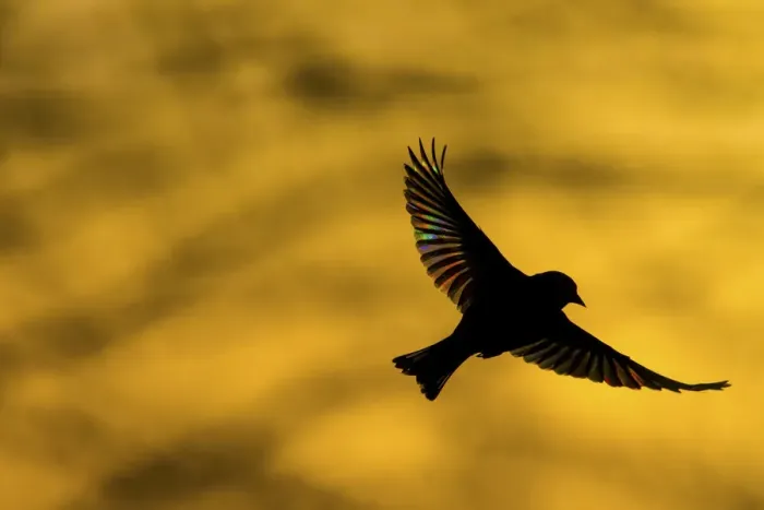 Framed Print : European Greenfinch (Chloris chloris) flying at dawn Framed Print : European Greenfinch (Chloris chloris) flying at dawn