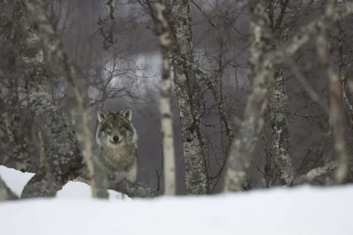Framed Print : European grey wolf (Canis lupis) in snow-laden boreal birch forest, Nord-Trondelag Framed Print : European grey wolf (Canis lupis) in snow-laden boreal birch forest, Nord-Trondelag