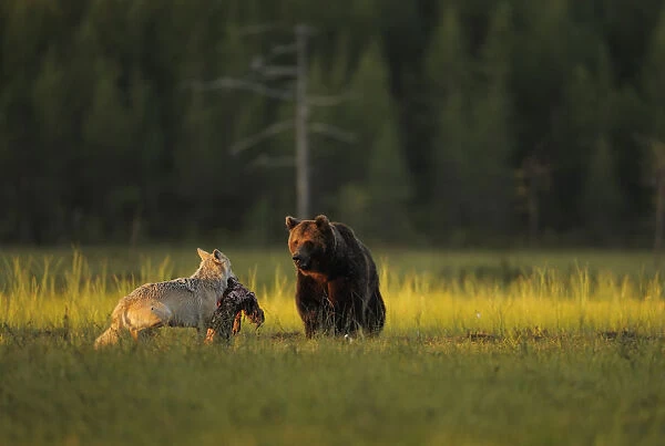 European grey wolf (Canis lupus) carrying prey interacting with a European Brown bear