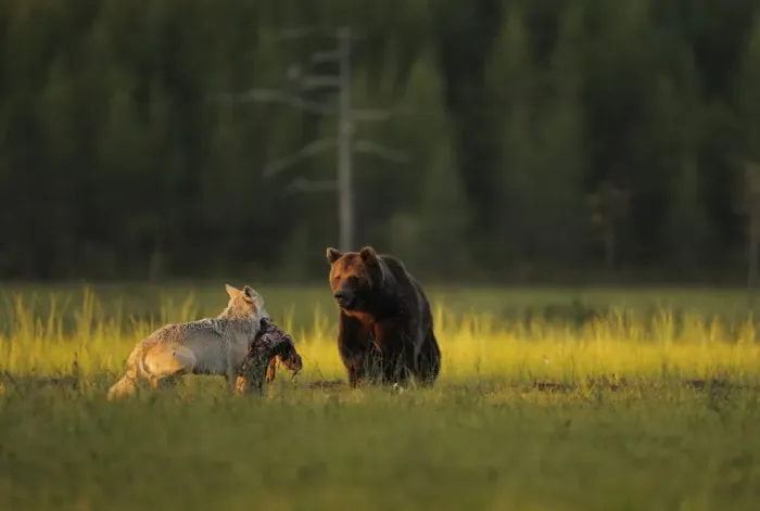 Framed Print : European grey wolf (Canis lupus) carrying prey interacting with a European Brown bear Framed Print : European grey wolf (Canis lupus) carrying prey interacting with a European Brown bear