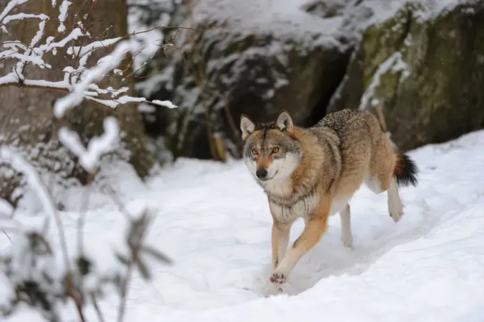 Framed Print : European grey wolf (Canis lupus) running in snow captive. Bayerischerwald National Park Framed Print : European grey wolf (Canis lupus) running in snow captive. Bayerischerwald National Park