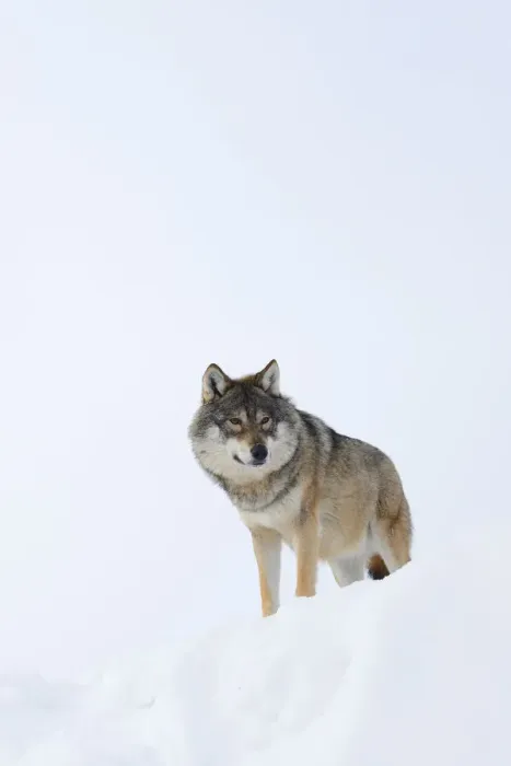 Framed Print : European grey wolf (Canis lupus) in snow, captive, Norway, February Framed Print : European grey wolf (Canis lupus) in snow, captive, Norway, February