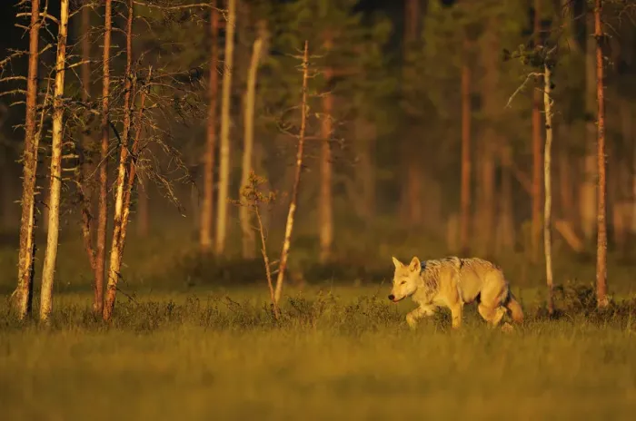 Framed Print : European / Grey wolf (Canis lupus) at sunset, Kuhmo, Finland, July 2009 Framed Print : European / Grey wolf (Canis lupus) at sunset, Kuhmo, Finland, July 2009