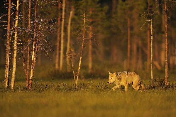 European  /  Grey wolf (Canis lupus) at sunset, Kuhmo, Finland, July 2009