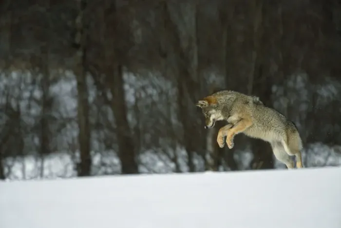 Framed Print : European Grey Wolf {Canislupus} hunting rodents in snow, Toropets, Russia Framed Print : European Grey Wolf {Canislupus} hunting rodents in snow, Toropets, Russia