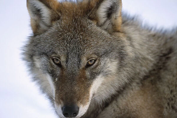 European Grey Wolf portrait {Canis lupus} Russia