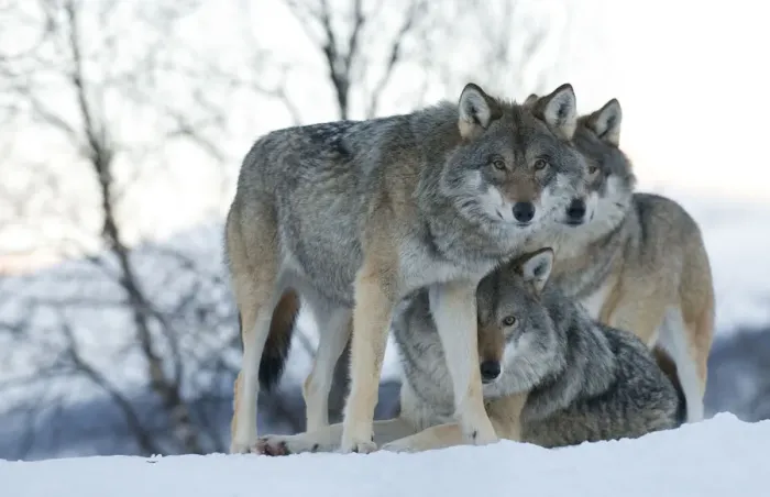 Framed Print : Two European grey wolves (Canis lupus), captive, Norway, February Framed Print : Two European grey wolves (Canis lupus), captive, Norway, February