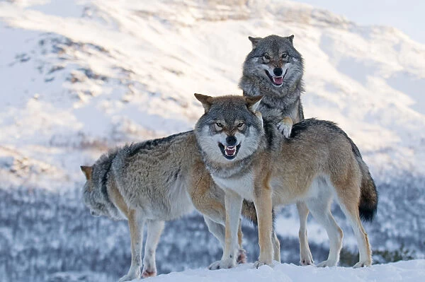 Three European grey wolves (Canis lupus), captive, Norway, February