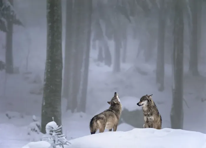 Framed Print : Two European Grey wolves (Canis lupus) one howling, in snow, captive, Bayerisch National Park