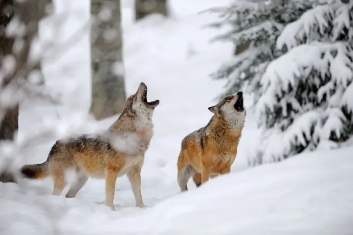 Framed Print : Two European grey wolves (Canis lupus) howling in winter landscape, captive Framed Print : Two European grey wolves (Canis lupus) howling in winter landscape, captive