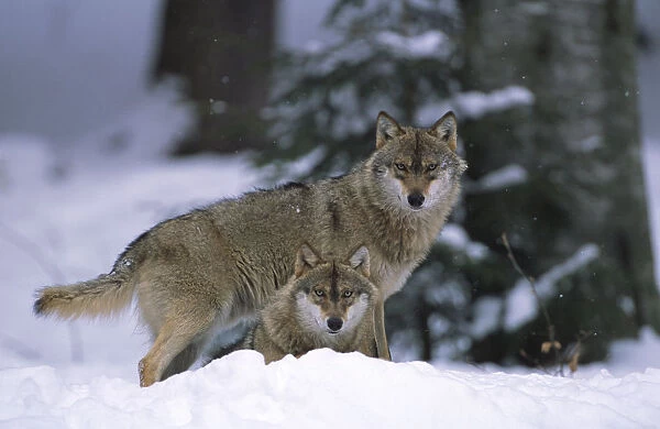 European grey wolves {Canis lupus} in snow, Bayerischer wald NP, Germany, captive