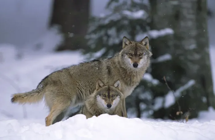 Framed Print : European grey wolves {Canis lupus} in snow, Bayerischer wald NP, Germany, captive Framed Print : European grey wolves {Canis lupus} in snow, Bayerischer wald NP, Germany, captive