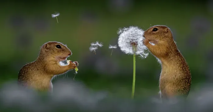 Framed Print : Two European ground squirrel (Spermophilus citellus), feeding on dandelion, Hungary