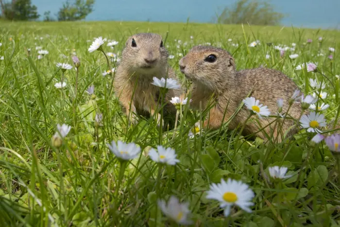 Framed Print : European ground squirrels / Sousliks (Spermophilus citellus) in grass with daisies Framed Print : European ground squirrels / Sousliks (Spermophilus citellus) in grass with daisies
