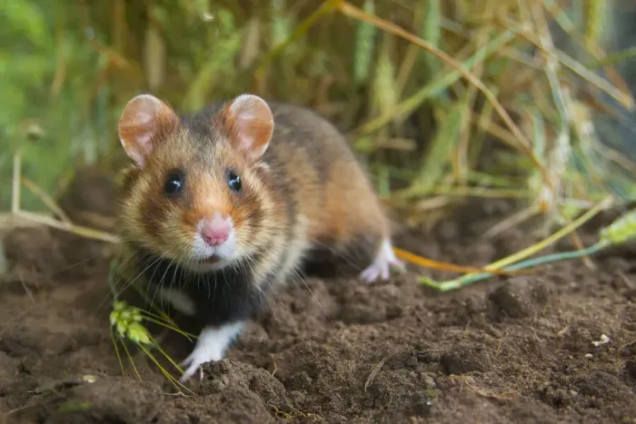 Framed Print : European hamster (Cricetus cricetus) in a ripe wheat field, Limburg, The Netherlands