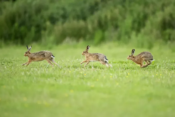 Framed Print : Three European Hare (Lepus europaeus) chasing, a courtship behaviour. Wales, UK, June Framed Print : Three European Hare (Lepus europaeus) chasing, a courtship behaviour. Wales, UK, June