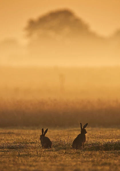 European Hare (Lepus europaeus) courting pair in grassland at dawn. Wales, UK, July