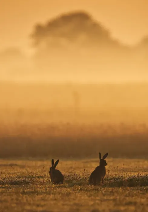 Framed Print : European Hare (Lepus europaeus) courting pair in grassland at dawn. Wales, UK, July Framed Print : European Hare (Lepus europaeus) courting pair in grassland at dawn. Wales, UK, July