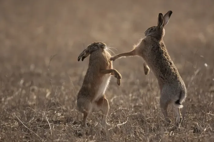 Framed Print : European hare (Lepus europaeus) mating pair boxing in field, Slovakia Framed Print : European hare (Lepus europaeus) mating pair boxing in field, Slovakia