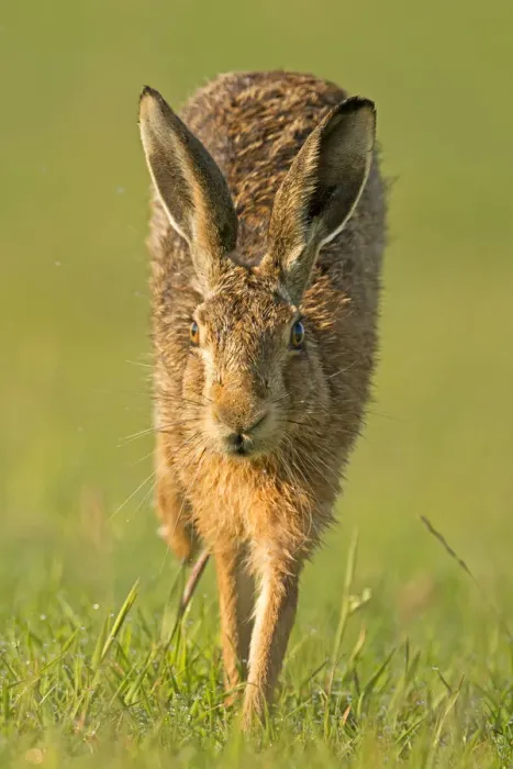 Framed Print : European Hare (Lepus europaeus) running. Wales, UK, July Framed Print : European Hare (Lepus europaeus) running. Wales, UK, July