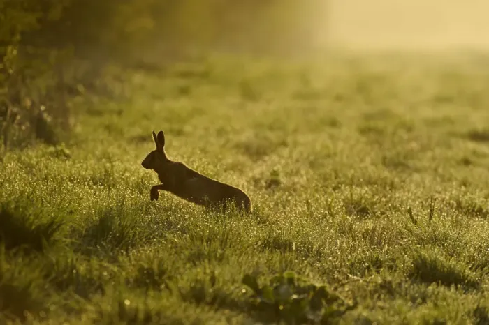 Framed Print : European hare (Lepus europaeus) running across game cover on edge of large arable field Framed Print : European hare (Lepus europaeus) running across game cover on edge of large arable field