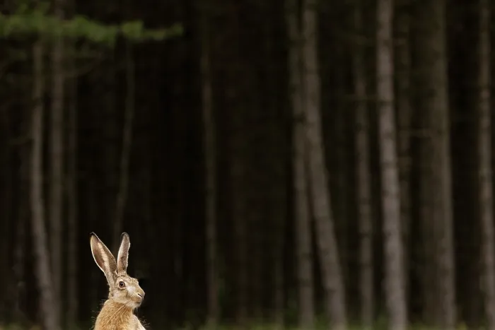 Framed Print : European hare (Lepus europaeus) sitting alert at edge of woodland, Hungary. June Framed Print : European hare (Lepus europaeus) sitting alert at edge of woodland, Hungary. June