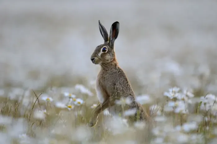 Framed Print : European hare (Lepus europaeus) standing up in field of Ox-eye daisies (Leucanthemum vulgare) Framed Print : European hare (Lepus europaeus) standing up in field of Ox-eye daisies (Leucanthemum vulgare)