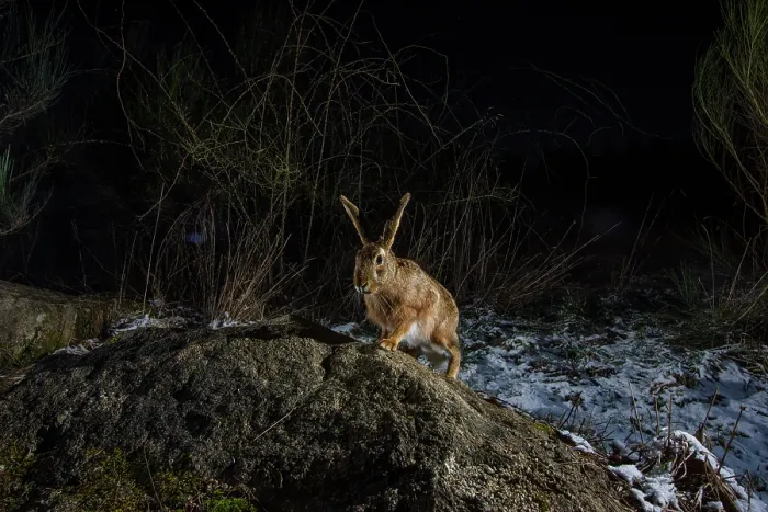 Framed Print : European hare (Lepus europaeus) using a wildlife crossing above the A89 highway at night, Correze, France. January. Camera trap image Framed Print : European hare (Lepus europaeus) using a wildlife crossing above the A89 highway at night, Correze, France. January. Camera trap image