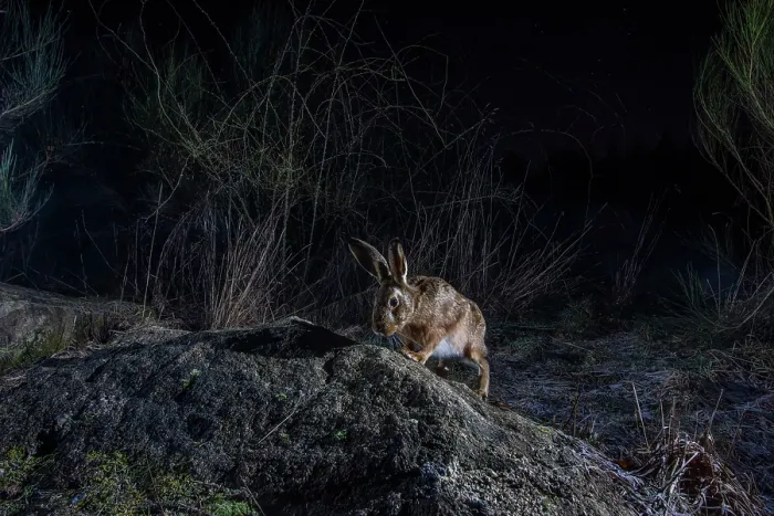 Framed Print : European hare (Lepus europaeus) using a wildlife crossing above the A89 highway at night, Correze, France. January. Camera trap image Framed Print : European hare (Lepus europaeus) using a wildlife crossing above the A89 highway at night, Correze, France. January. Camera trap image