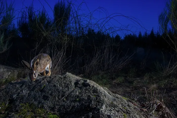 Framed Print : European hare (Lepus europaeus) using a wildlife crossing above the A89 highway at night, Correze, France. January. Camera trap image Framed Print : European hare (Lepus europaeus) using a wildlife crossing above the A89 highway at night, Correze, France. January. Camera trap image