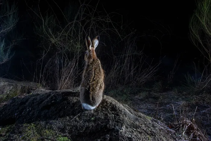 Framed Print : European hare (Lepus europaeus) using a wildlife crossing above the A89 highway at night, Correze, France. January. Camera trap image Framed Print : European hare (Lepus europaeus) using a wildlife crossing above the A89 highway at night, Correze, France. January. Camera trap image
