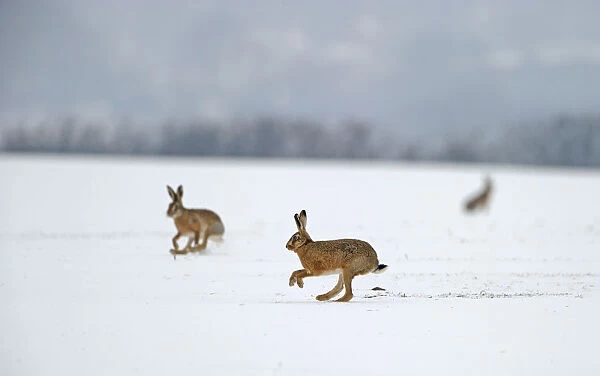 European hares (Lepus europaeus) running on snow covered arable field, Norfolk, England