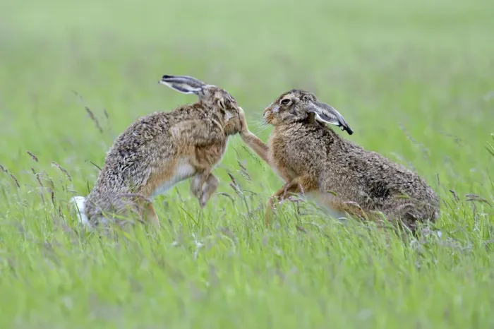 Framed Print : European Hares (Lepus europaeus) boxing, female on right Framed Print : European Hares (Lepus europaeus) boxing, female on right