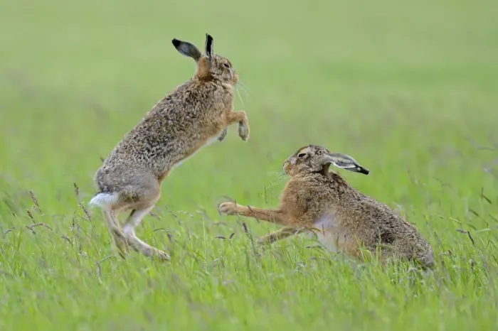 Framed Print : European Hares (Lepus europaeus) boxing, female on right. Wales, UK, June. Sequence 2 of 2 Framed Print : European Hares (Lepus europaeus) boxing, female on right. Wales, UK, June. Sequence 2 of 2