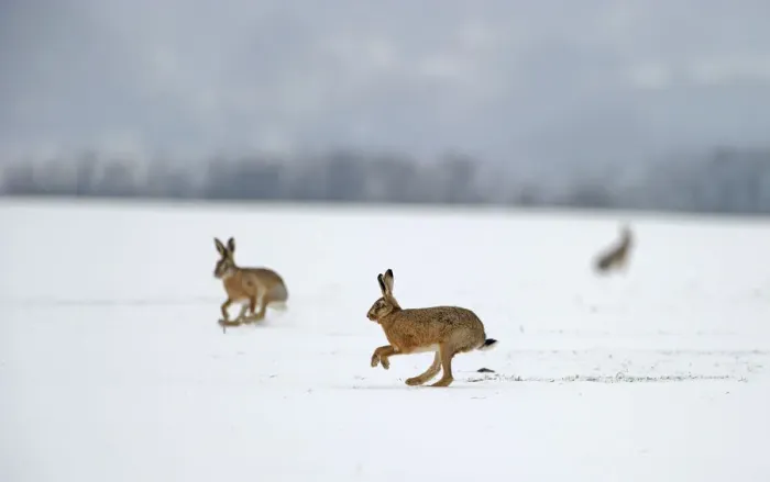Framed Print : European hares (Lepus europaeus) running on snow covered arable field, Norfolk, England Framed Print : European hares (Lepus europaeus) running on snow covered arable field, Norfolk, England