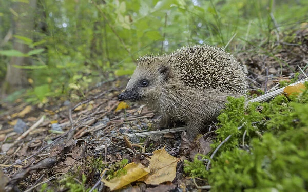 European hedgehog (Erinaceus europaeus) walking through forest undergrowth, Finland. September