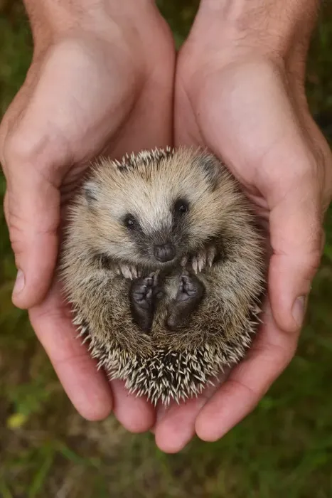 Framed Print : European hedgehog (Erinaceus europaeus) hand reared orphan held in human hands, Jarfalla, Sweden Framed Print : European hedgehog (Erinaceus europaeus) hand reared orphan held in human hands, Jarfalla, Sweden
