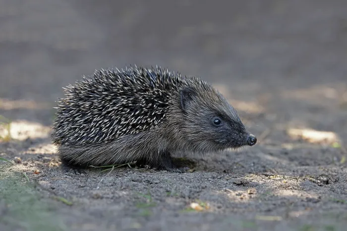 Framed Print : European hedgehog (Erinaceus europaeus) portrait, Norwich, England, UK. May Framed Print : European hedgehog (Erinaceus europaeus) portrait, Norwich, England, UK. May
