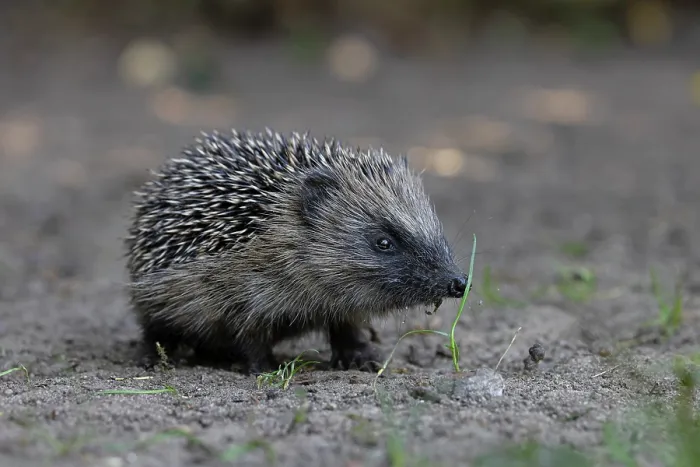Framed Print : European hedgehog (Erinaceus europaeus) portrait, Norwich, Norfolk, England, UK. May Framed Print : European hedgehog (Erinaceus europaeus) portrait, Norwich, Norfolk, England, UK. May