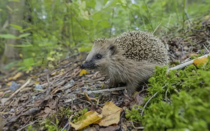 Framed Print : European hedgehog (Erinaceus europaeus) walking through forest undergrowth, Finland. September Framed Print : European hedgehog (Erinaceus europaeus) walking through forest undergrowth, Finland. September