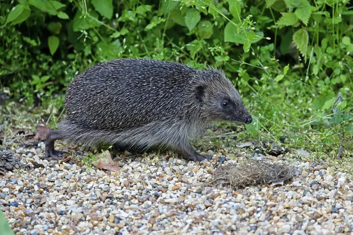 Framed Print : European hedgehog (Erinaceus europaeus) walking along gravel path, Norwich, England, UK. May Framed Print : European hedgehog (Erinaceus europaeus) walking along gravel path, Norwich, England, UK. May
