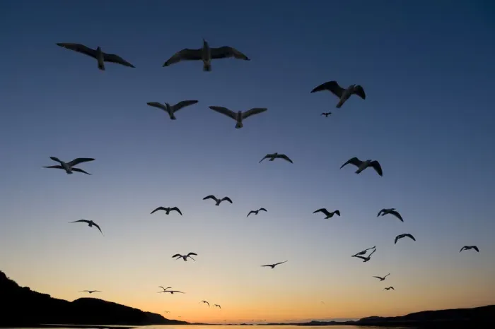 Framed Print : European Herring Gull (Larus argentatus) flock in flight at sunset Norway, May Framed Print : European Herring Gull (Larus argentatus) flock in flight at sunset Norway, May