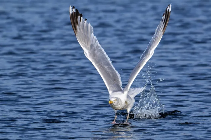 Framed Print : European herring gull (Larus argentatus) taking off from water surface along the North Sea coast in summer, Zeeland, Netherlands. August Framed Print : European herring gull (Larus argentatus) taking off from water surface along the North Sea coast in summer, Zeeland, Netherlands. August