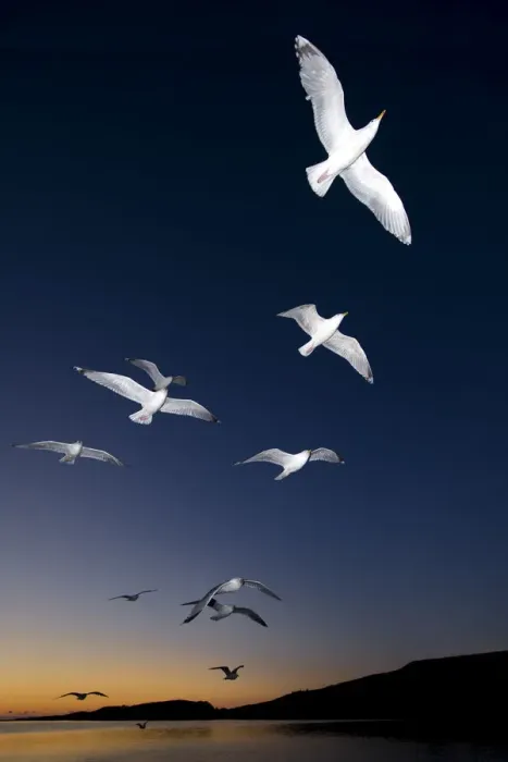 Framed Print : European Herring Gulls (Larus argentatus) in flight at sunset Norway, May Framed Print : European Herring Gulls (Larus argentatus) in flight at sunset Norway, May