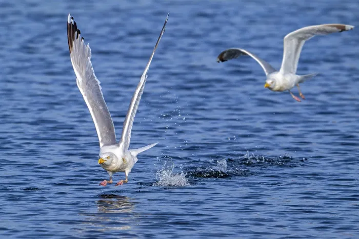 Framed Print : Two European herring gulls (Larus argentatus) taking off from water surface along the North Sea coast in summer, Zeeland, Netherlands. August Framed Print : Two European herring gulls (Larus argentatus) taking off from water surface along the North Sea coast in summer, Zeeland, Netherlands. August